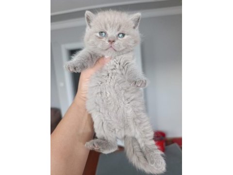 Sakin insan canlısı british shorthair yavrularımız