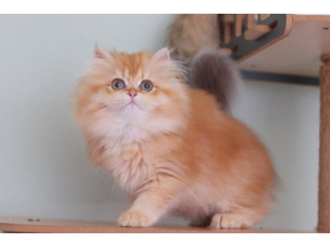 British longhair safkan dişi