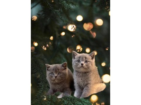 British shorthair yavrularımız