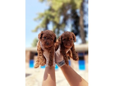 Toy poodle yavrularımız inanılmazlar