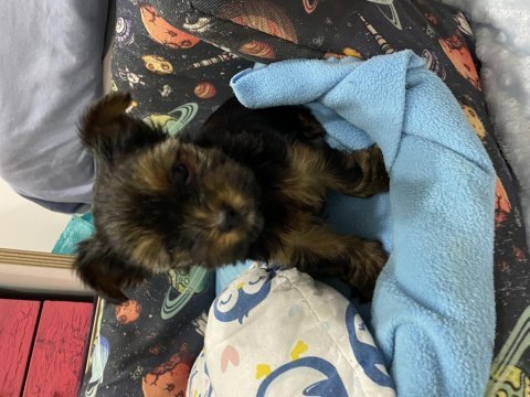 Teacup yakışıklısı yorkshire terrier leo