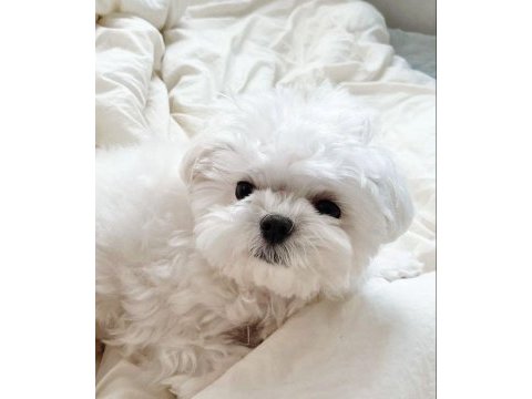 Maltese terrier xs teacup karbeyaz yavrum