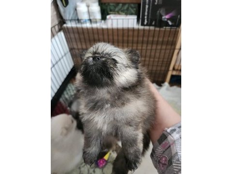 Pomeranian kaçmayacak fırsat