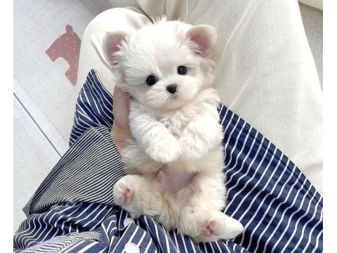 Maltese yavrular izmire
