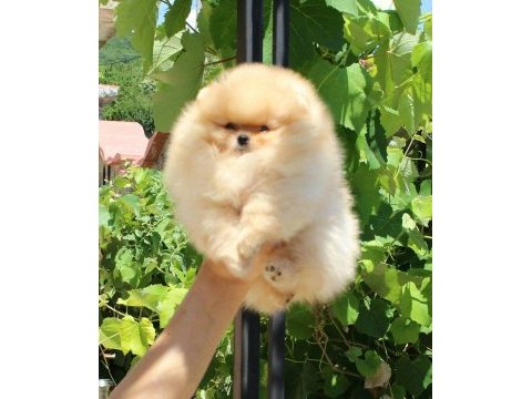 Orjinal pomeranian boo
