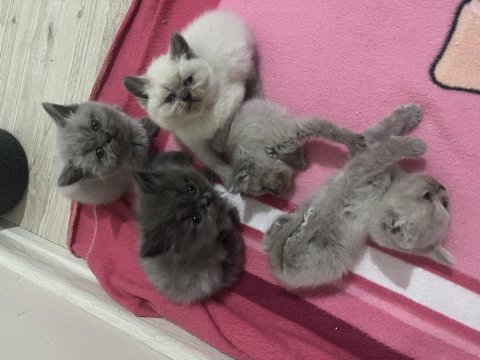1.5 aylık british shorthair