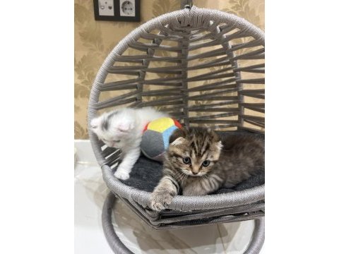 Maviş gözlü oyuncu ve çok akıllı scottish fold