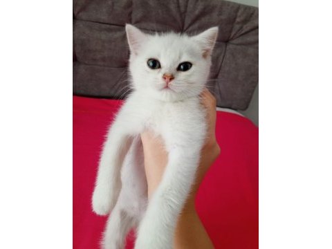 2 aylık erkek british shorthair yavrular