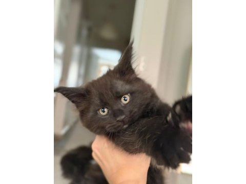 Koleksiyonluk black smoke maine coon nadır renk
