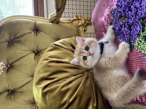 Ny 12 cinsi dişi yavru iki aylık scottish
