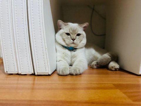 British blue point