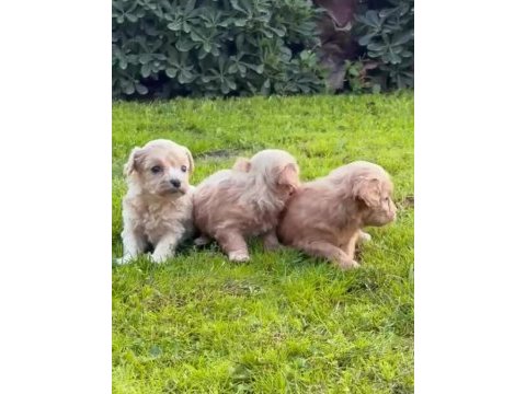Şeker mi şeker maltipoo çocuklar