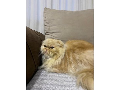 Ailenizin yeni gözbebeği chinchilla kedimiz