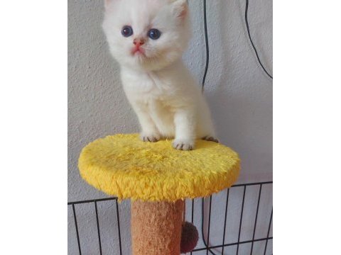 Safkan british shorthair secereli gold
