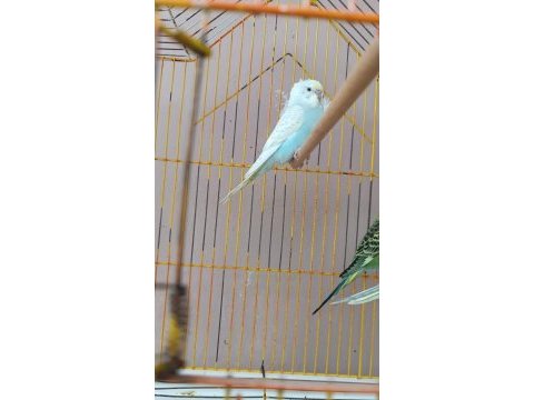 Yeni yeme düşmüş muhabbet kuşu yavruları