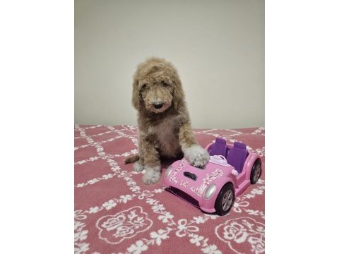 Gıant (dev) poodle yavrular