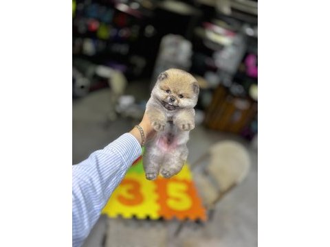 Biblo pomeranian boo yavrularımız