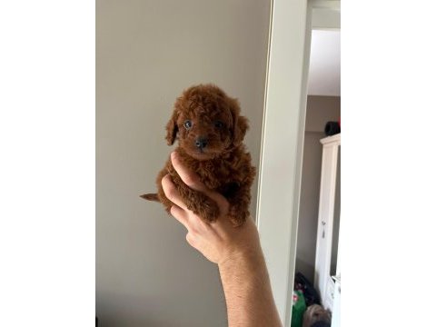 Orjinal kore teacup redbrown toy poodle