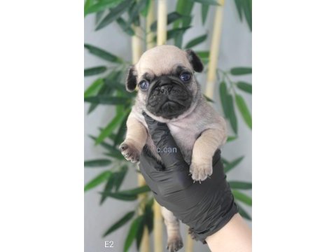 Yavru pug mops köpekler