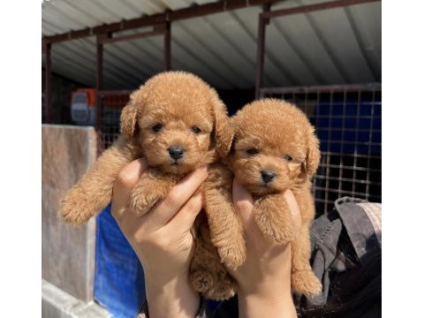 Toy poodle yavrularımız