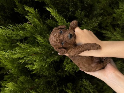 Safkan toy poodle yavrularımız yeni yuvalarını arıyor