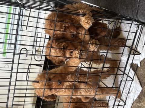 Mükemmel renge sahip evinizin neşesi olacak poodle köpekler