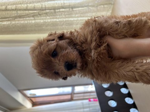 Tibetan terrier toy poodle kırması 45 günlük yavrular