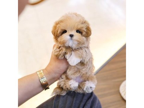 Sevımlı sevgılı dolu toy poodle bebıslerımız