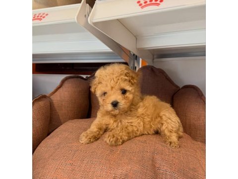 Babyface maltipoo yavrularımız