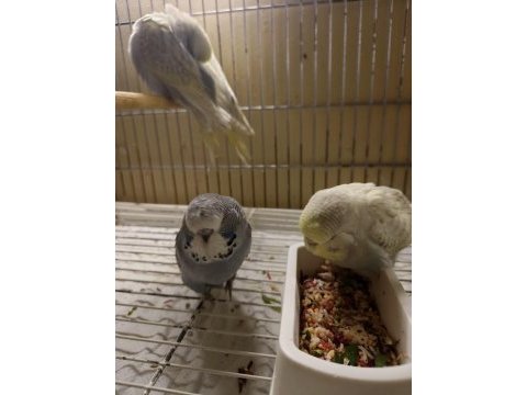 Show jumbo muhabbet kuşlar