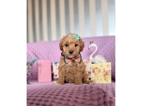 Kore anne babadan dizayn maltipoo