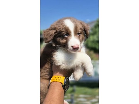 Border collie yavruları aşıları tam