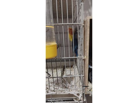 Hazır takım 3 takım kuşumuz