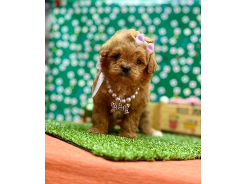 Oyuncu , zeki ve uysal maltipoo bebekler 