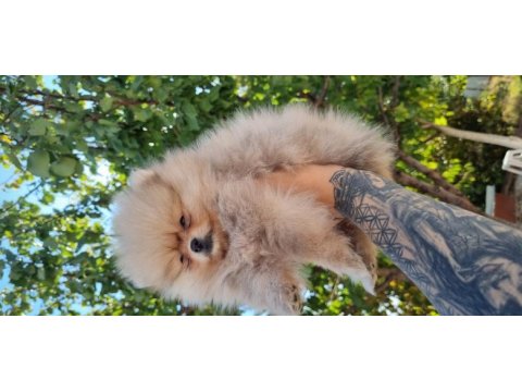 650 gr teacup dişi pomeranian