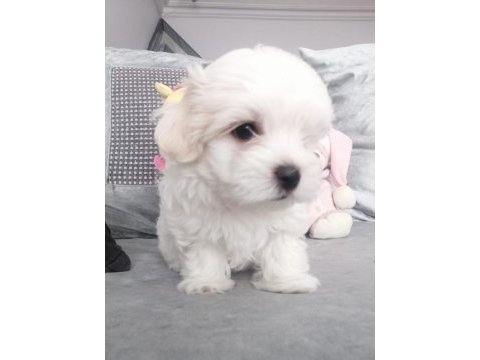 A kalite orjinal maltese yavrular