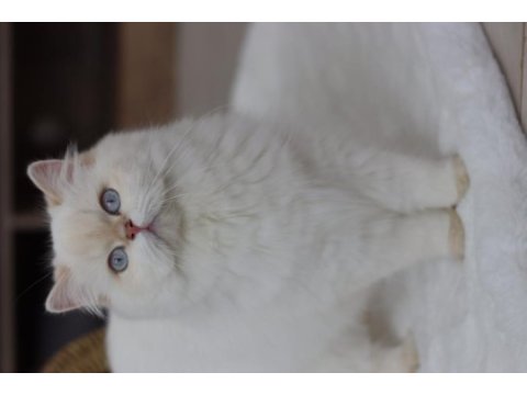 British longhair kedisi dişi
