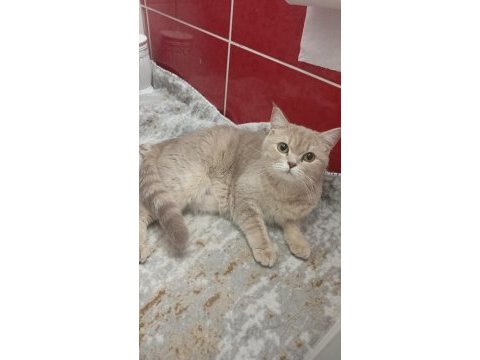 Sahibinden ücretsiz bir birbirinden güzel kediler