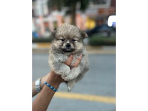 Pomeranian bebeklerim uygun