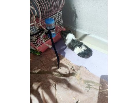 Satılık ginepig