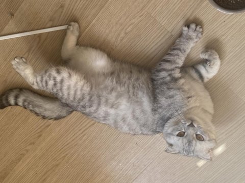 Scottish fold