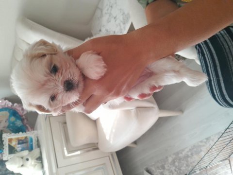 Shih tzu yavrular