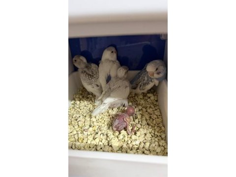 Yavru yumurta garantili renk güzeli iri çek kuşlar