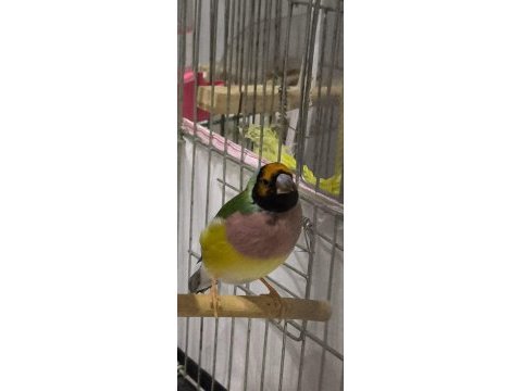 Erkek golden finch