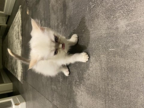 Beyaz yavru british shorthair