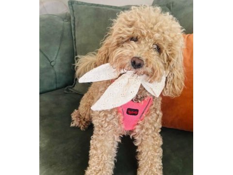 Harika surat poodle kızımız yeni sahibini bekliyor