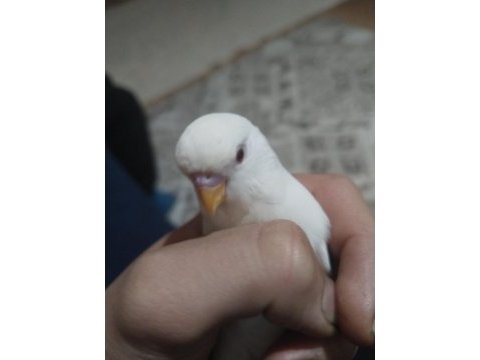 Albino ve jumbo muhabbet kuşlar