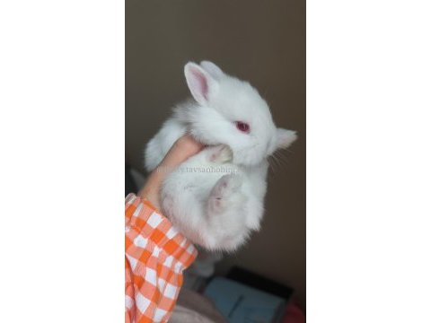 Evcil beyaz lop ve cüce tavşanlar