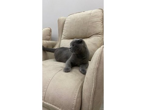 10 ağustos doğumlu scottish fold