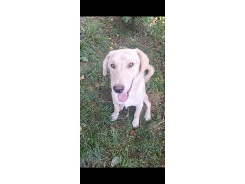 Labrador köpeğimizi sahiplendirme